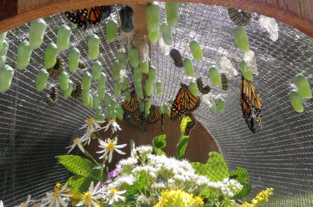 Monarchs